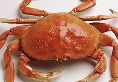 公螃蟹和母螃蟹哪个好吃(公螃蟹还是母螃蟹好吃一些)
