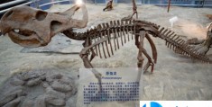 北京自然博物馆可以玩多长时间(北京自然博物馆几个小时能逛完)